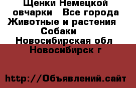 Щенки Немецкой овчарки - Все города Животные и растения » Собаки   . Новосибирская обл.,Новосибирск г.